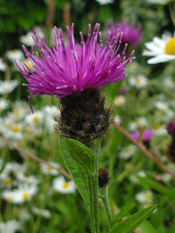 Lesser knapweed